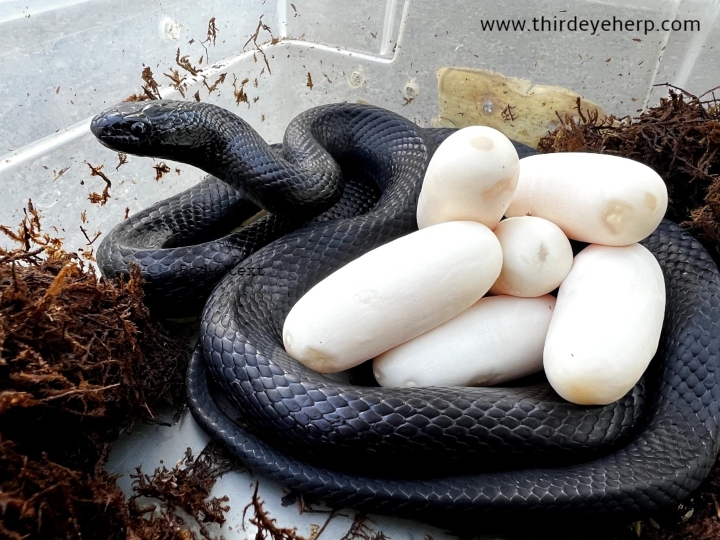 Mexican Black Kingsnake